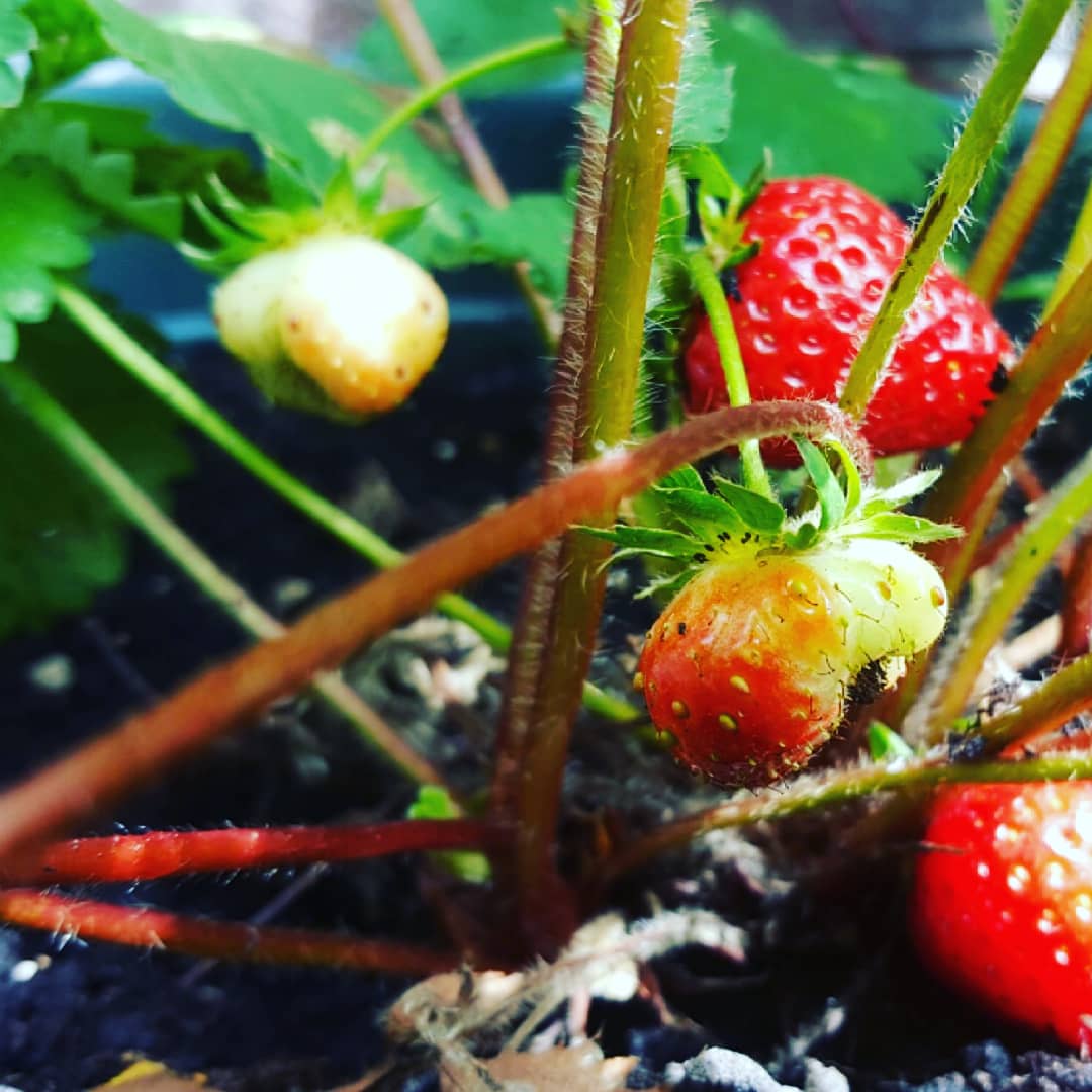 pogoda80's tweet photo. Wimbledon Final and Homegrown Strawberries😀😀😀😀😀 #wimbledonfinal #homegrownfood #strawberries #deliciousfood #havenicesunday #foodblogger @cooktoknow #chocolate #summer #happy #dessert #sweetlife https://t.co/Ki84oUZK6h