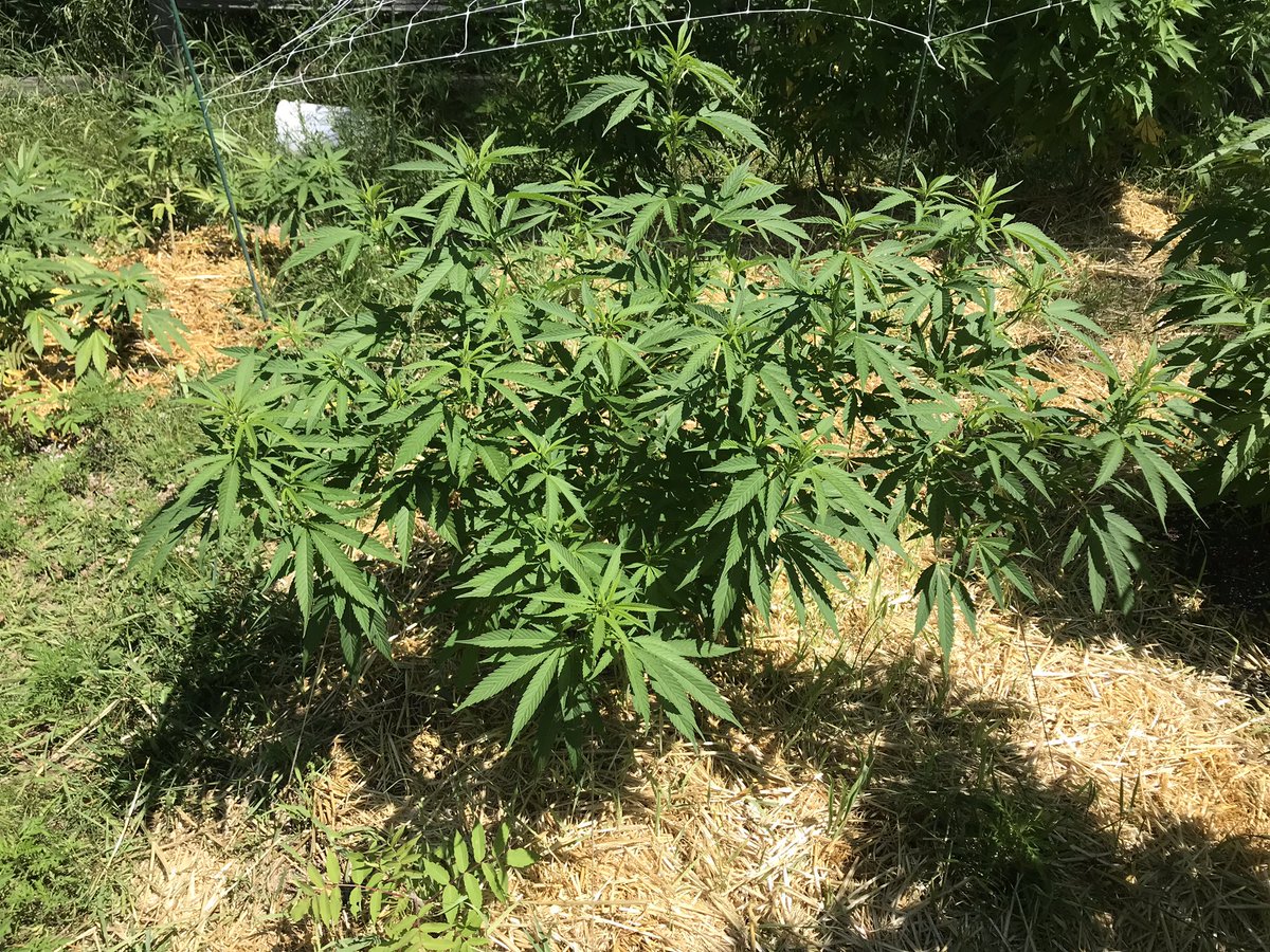 twansbalter's tweet photo. Hemp string and lawn staples to pull down branches to give them more sun per square foot. I have to go out today retie and pull don the branches and I’ll have to clean up these lady’s bottoms https://t.co/VqMXW8hXiA