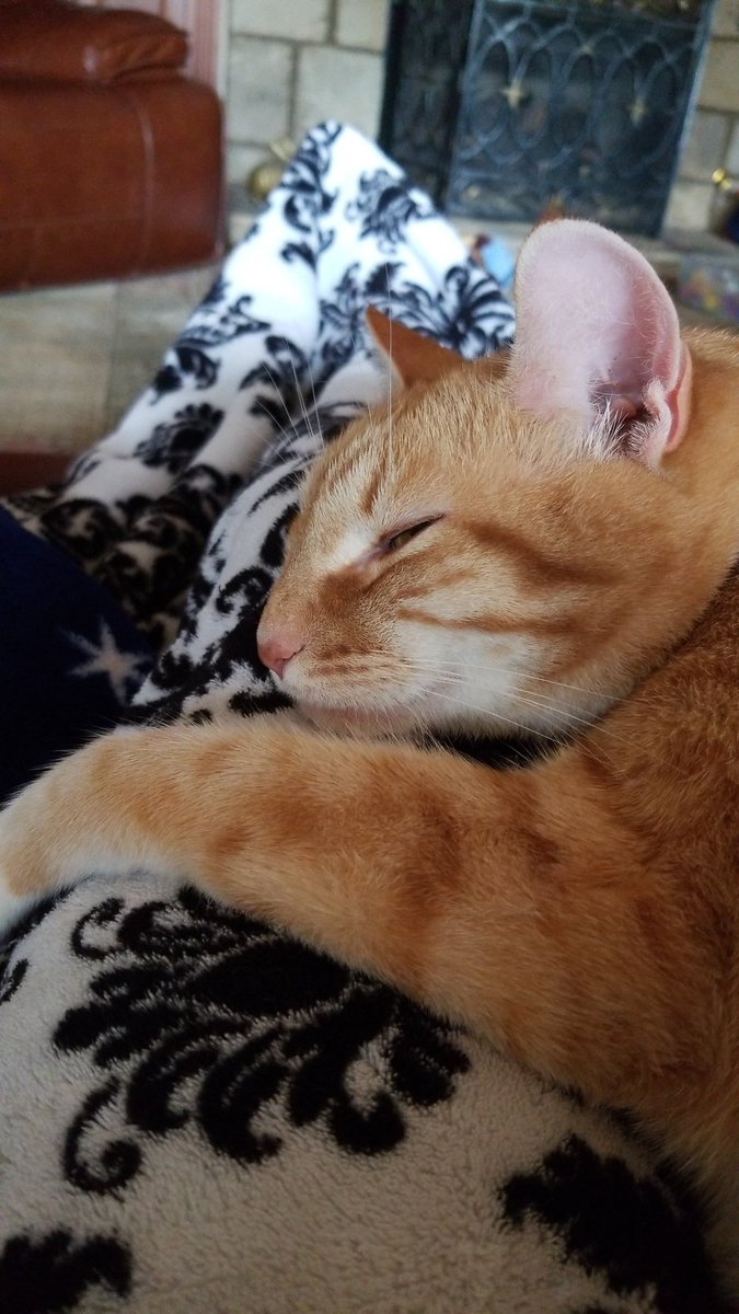 ShinoTheCat1's tweet photo. What...are you looking at? You lookin at me? #relaxitstheweekend #stoplookingatme #snuggleupsunday #takeanap #catsoftwitter #cutecat #rescue #catpics #cat https://t.co/v1k8M3hIwc