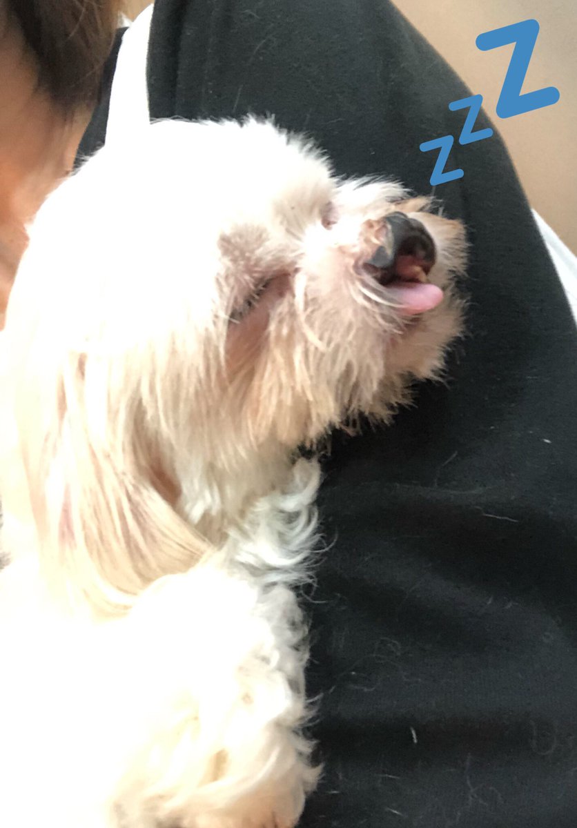 pethotelhana's tweet photo. モカちゃん💕
可愛い❤️😍
#保護犬カフェ鶴橋店卒業犬
#口唇口蓋裂
#可愛い #保護犬

保護犬でも、成犬でも❣️
必ず仲良くなれます❣️🐶✨
とても愛おしい子です😊 https://t.co/zLBFqWpVnG
