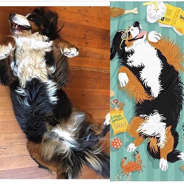 beatrixandmidge's tweet photo. Now that’s what we call a Sunberner! ☀️ Thanks for striking the perfect pose, @justcallmeviggy ! Big-dog-size beach towels (including this one) available now in our shop, click the link in the photo to snap one up! #chillout #sunberner #berner #beachtowe… https://t.co/gh7avJFp7m https://t.co/ElnFRh6M5Y