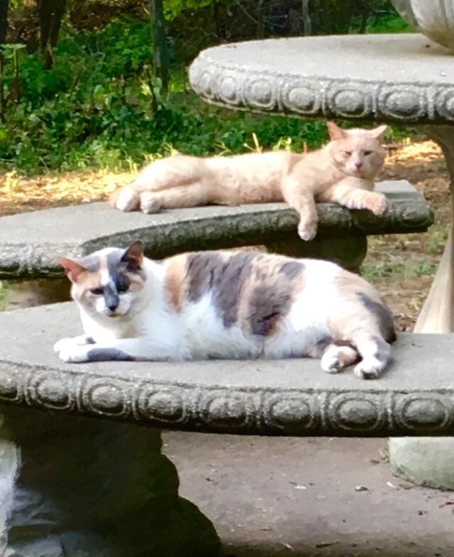 CrittersofH's tweet photo. 2010 vs 2019! Our outdoor kitty ‘Angel Cake’ in the water bowl, &amp; chillin on the bench! #relaxing #fatcat #barncat #farmcat #calico #oldkitty @DinahLewisTayl1 #CatsofTwitter #Caturday #sundayshenanigans #Meooow #Meow #purrfect #purr #lizardcatcher #ifIfitsIsits #ifIfitsIsquish https://t.co/JjOzEDzN4N