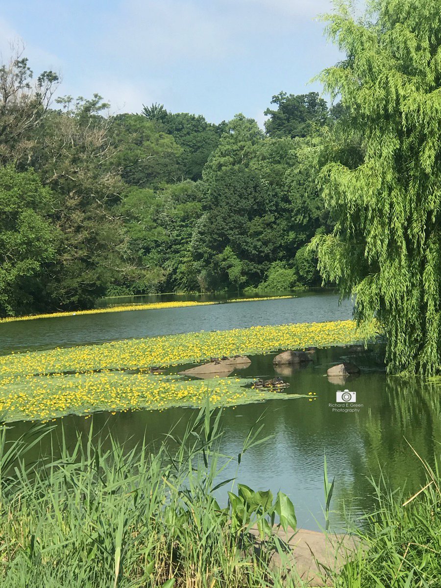 Brooklyn the Lovely  #shotoftheday #prospectpark