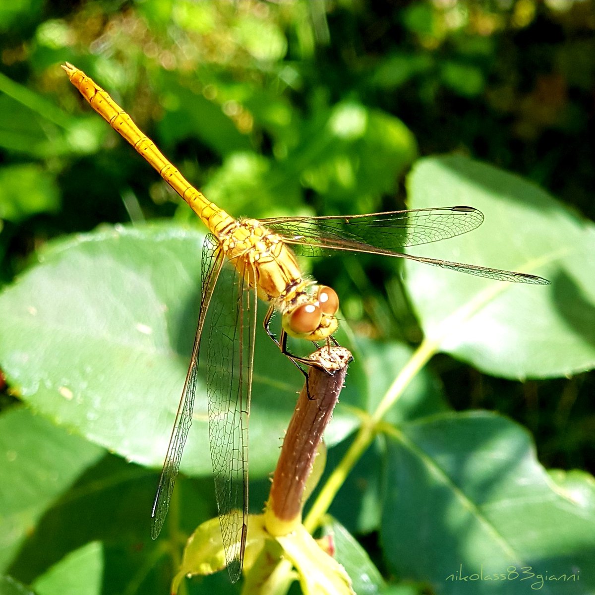 nikolas83gianni's tweet photo. #artist #ilustrator #designer #ditalartist #note8artist #nikolass #nikolass83 #nikolass83gianni #galaxynote8photography #photography #photo #note8 #note #nature #dragonfly #yellow #green #leafs #vilinkonjic #eyes #pancevo #srbija #serbia https://t.co/8C6O9EL1jq