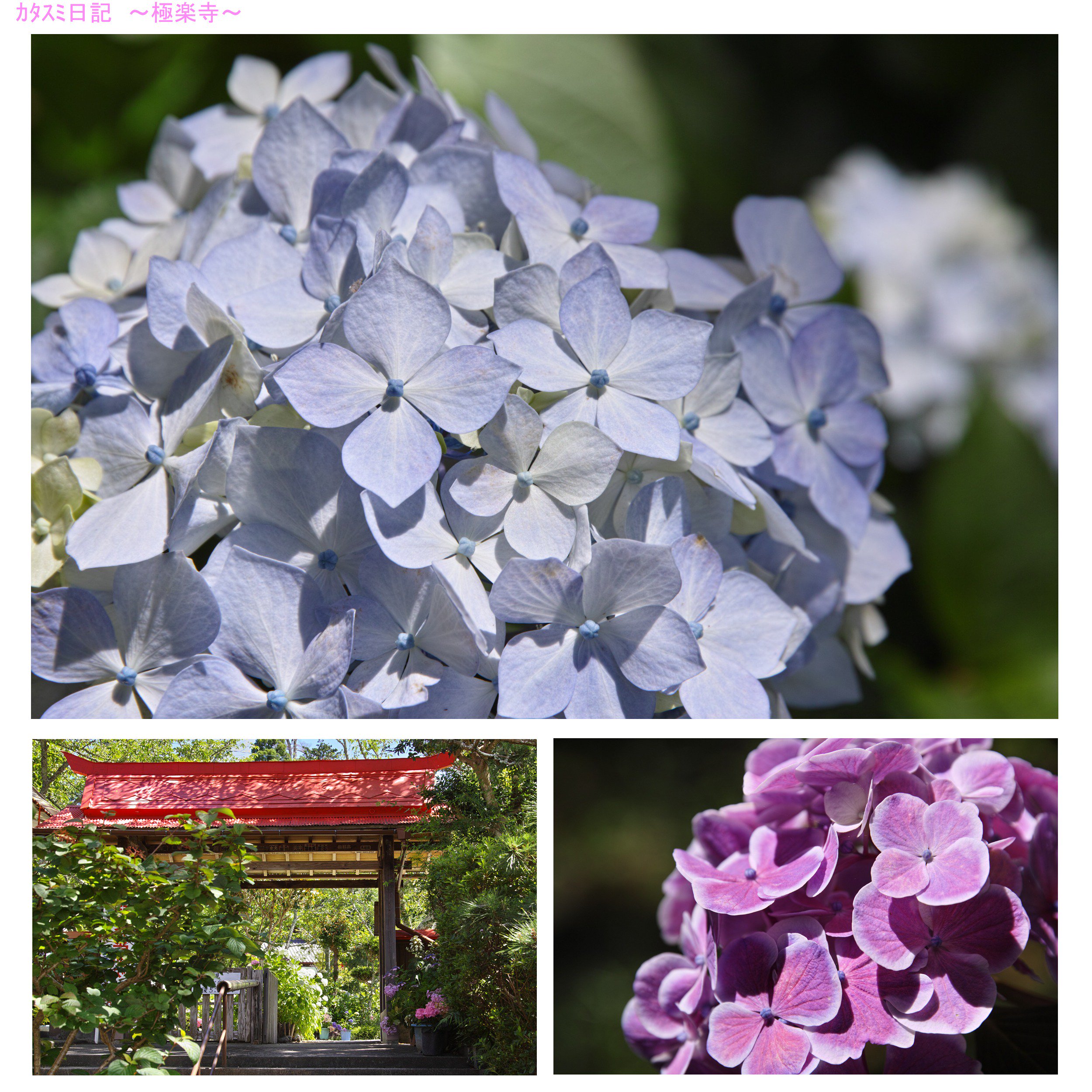 実谷山極楽寺 Twitter Search Twitter