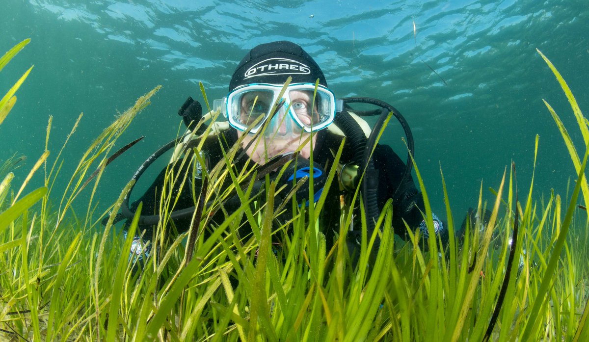 Steve Trewhella (@stevetrewhella1) on Twitter photo @Jazeyfantazy <a href="/Subseatv/">Andy Jackson</a> <a href="/OThreeLtd/">O'Three Ltd</a> <a href="/ProjectSeagrass/">Project Seagrass</a> Diving Dorset's shallow Seagrass beds , almost tropical #Seagrass #Othree #Diving #Underwaterphotography #Dorset #Jurassiccoast @Jazeyfantazy <a href="/Subseatv/">Andy Jackson</a> <a href="/OThreeLtd/">O'Three Ltd</a> <a href="/ProjectSeagrass/">Project Seagrass</a> Diving Dorset's shallow Seagrass beds , almost tropical #Seagrass #Othree #Diving #Underwaterphotography #Dorset #Jurassiccoast
