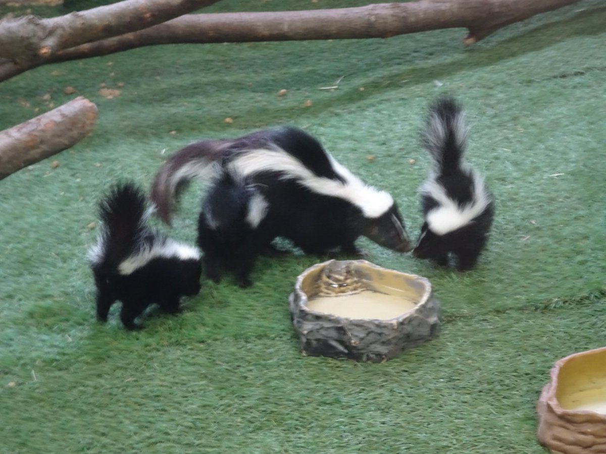 ট ইট র 那須どうぶつ王国 スカンク ってこんなにかわいい こちらは3月産まれの子 スカンクハウス 那須どうぶつ王国 Nasuanimalkingdom Nasu Animal Kingdom ট ইট র 那須どうぶつ王国 スカンク ってこんなにかわいい こちらは3月産まれの子 スカンクハウス 那須どうぶつ王国 Nasuanimalkingdom Nasu Animal Kingdom
