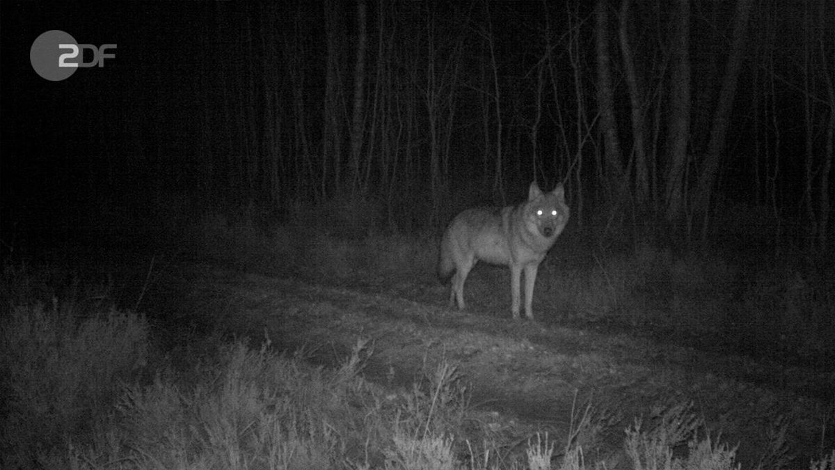 "ZDF.reportage: Wolf im Fadenkreuz - Zwischen Wut und Gelassenheit": Ein Wolf steht nachts auf einem Waldweg. Sonntag, 18:00 Uhr im ZDF.
