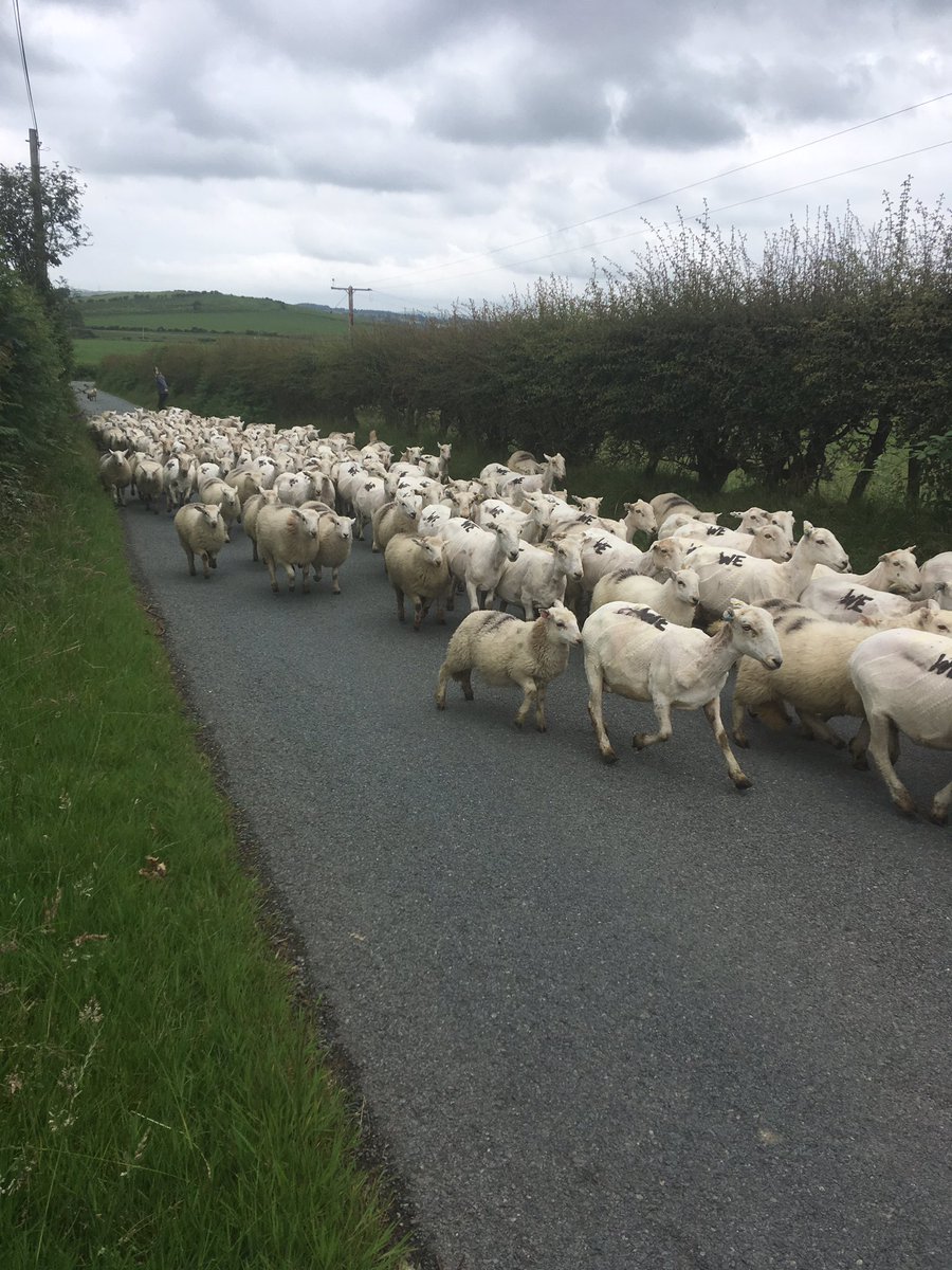 KevEvans10's tweet photo. @TourNwp some pre tour training up the โroad to hellโ in Brenig today and some late drama as sheep interfered with some Strava readings! Donโt forget to donate folks #PUT2019 https://t.co/3x9UzTmJCL
