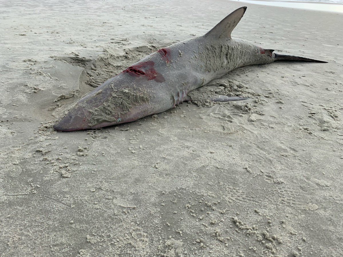 People frequently ask us if there are sharks in the water. On Friday this  deceased Atlantic Black Tip shark washed up on the beach. It was about 4  1/2 ft long \u0026, image size:1200x900