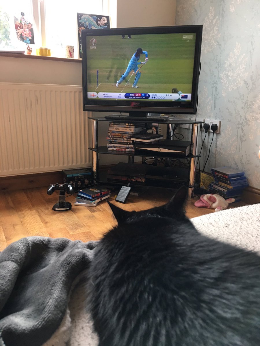 JennyCornish's tweet photo. Even the cat is watching the cricket but she seems pretty chilled about it... #bbccricket https://t.co/fjT5eZJhf1