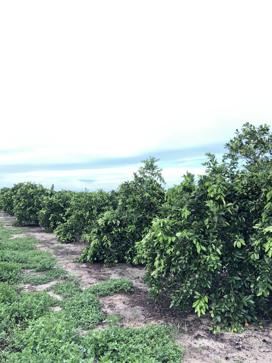WhitehurstTrey's tweet photo. Highlands County - Polyon powered 10 yr. old Valencia/Swingle block. 2nd year on Polyon powered program. 3 quarterly applied broadcast apps. No liquid in the program. 25% reduction in N &amp; K. These pics represent 30 days post summer app. This is where we shine is in summertime. https://t.co/CyqoPppqlQ