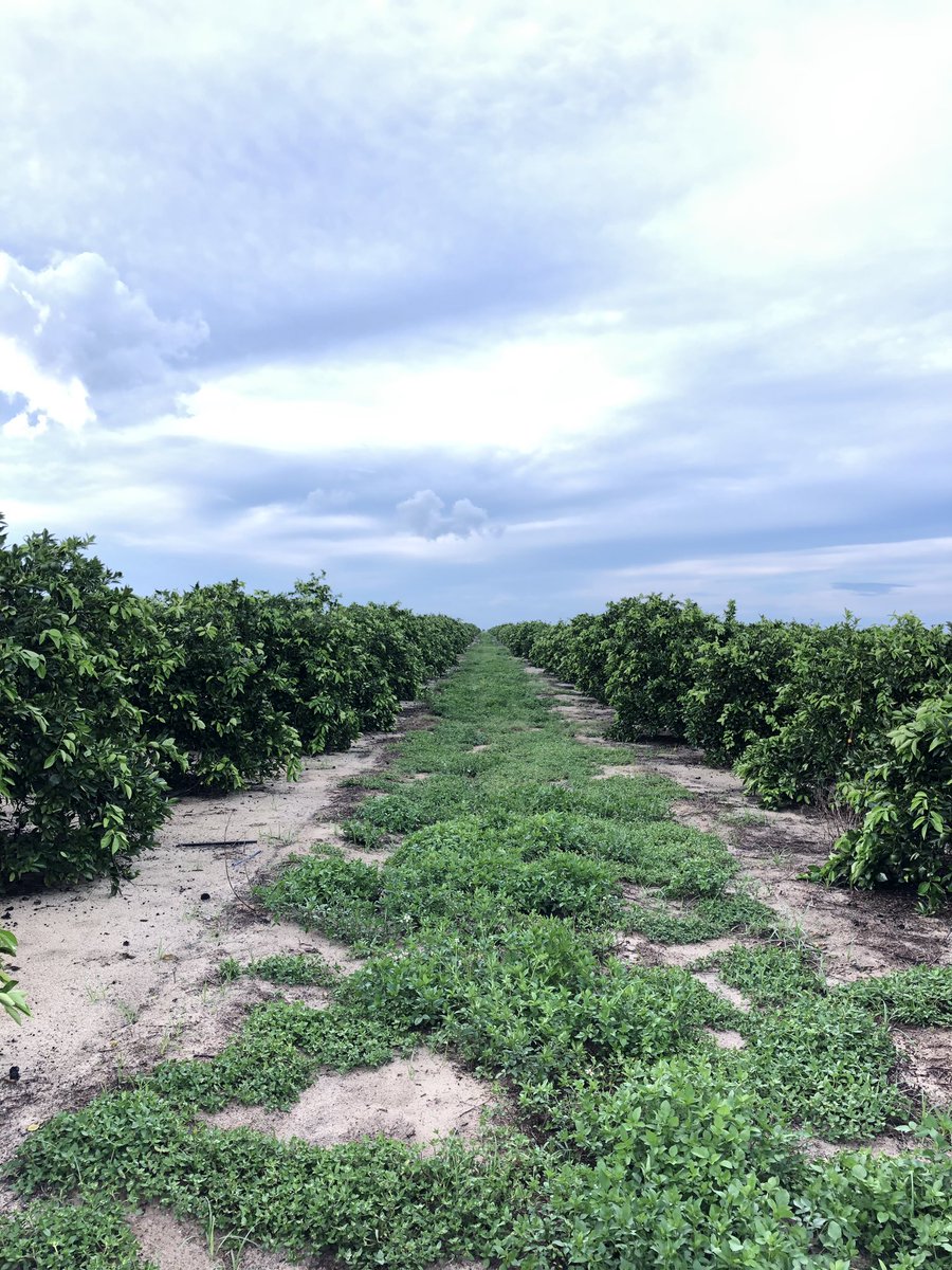 WhitehurstTrey's tweet photo. Highlands County - Polyon powered 10 yr. old Valencia/Swingle block. 2nd year on Polyon powered program. 3 quarterly applied broadcast apps. No liquid in the program. 25% reduction in N &amp; K. These pics represent 30 days post summer app. This is where we shine is in summertime. https://t.co/CyqoPppqlQ