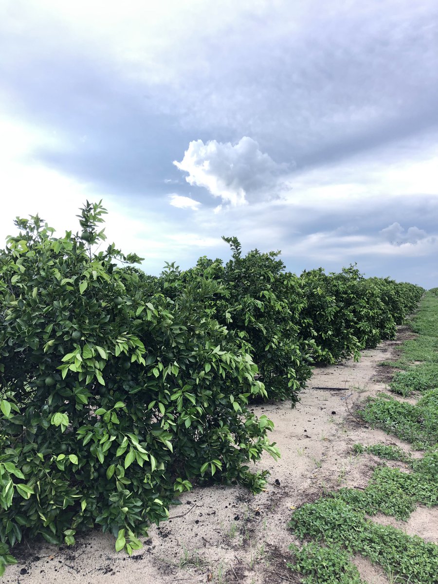 WhitehurstTrey's tweet photo. Highlands County - Polyon powered 10 yr. old Valencia/Swingle block. 2nd year on Polyon powered program. 3 quarterly applied broadcast apps. No liquid in the program. 25% reduction in N &amp; K. These pics represent 30 days post summer app. This is where we shine is in summertime. https://t.co/CyqoPppqlQ