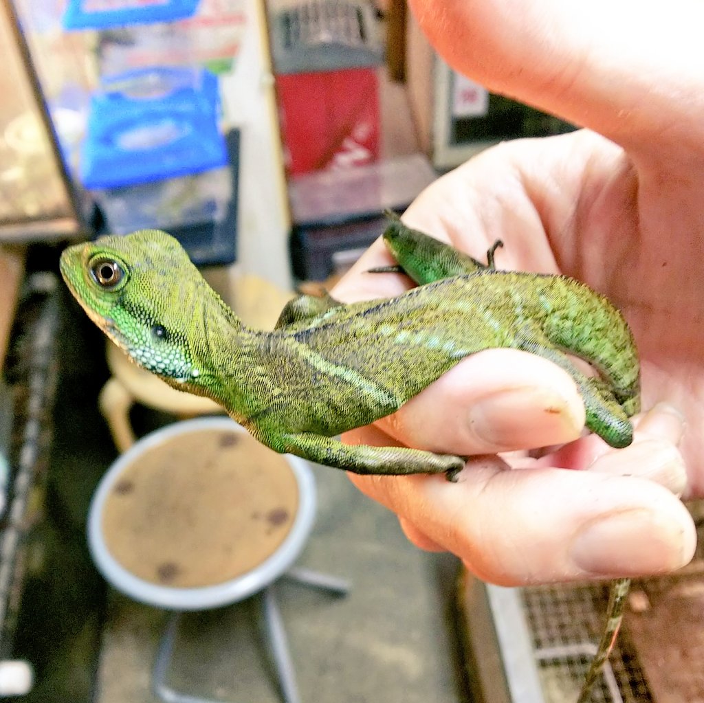 爬虫類 両生類専門店レプティリカス Twitter પર インドシナウォータードラゴン Physiganathus Cocincinus ベトナムfh19 アダルト画像は参考です 中国南部からインドシナ半島に分布していて 体長90 に達する大型アガマ グリーンイグアナに似た風貌で昔は混同