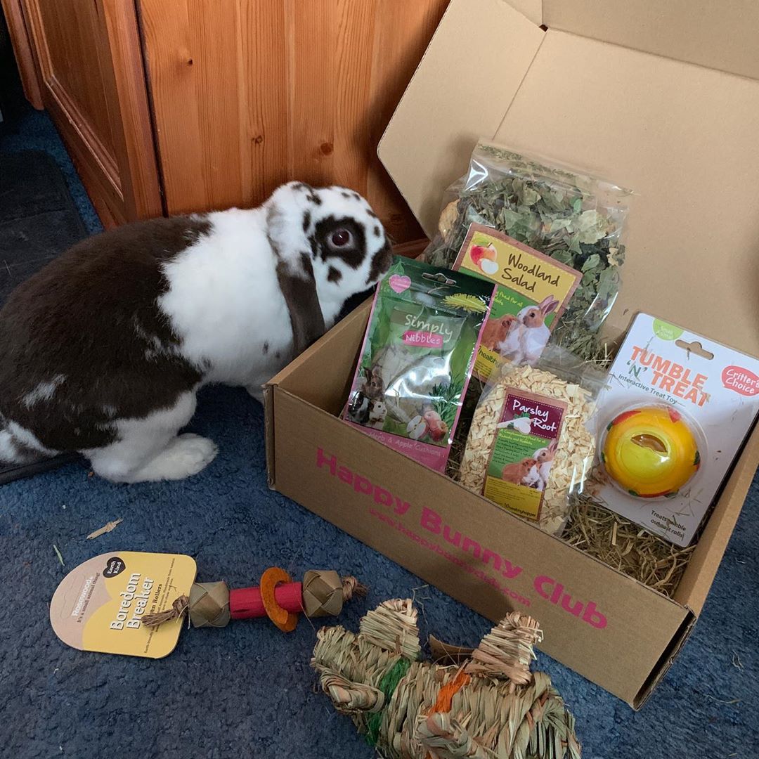 Harley with his June Happy Bunny Club box 🐰📦☺️!
_________
📦 JUST 6 DAYS left to order the July Happy Bunny Club box!
📷 IG: Norman_reedus__bunnies 💖
_________
#rabbitsubscriptionbox #bunny #subscriptionbox #bunniesworldwide #happybunnyclub #rabbit #bunnysubscriptionbox