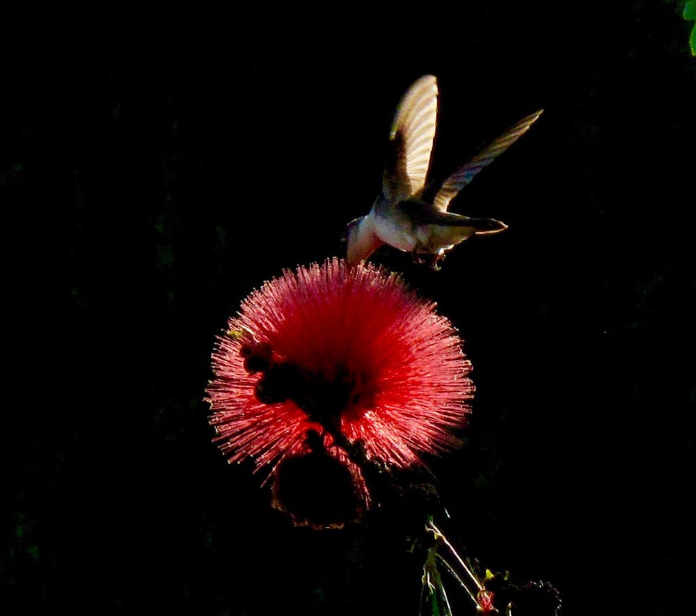 photo (by Eve Littlepage) of a Hummingbird drinking nectar from a bright red Bottle Brush flower. Flower and bird are lit by early dawn light, contrasted by the dark background.