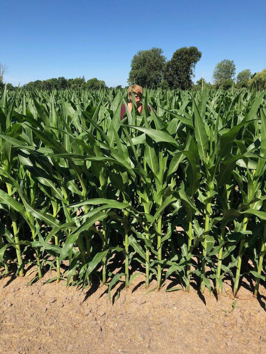 handsorl's tweet photo. Another week of good growing weather #plant19 #corn2019 @AgMoreThanEver @FCCagriculture https://t.co/ynLM8OXbpv