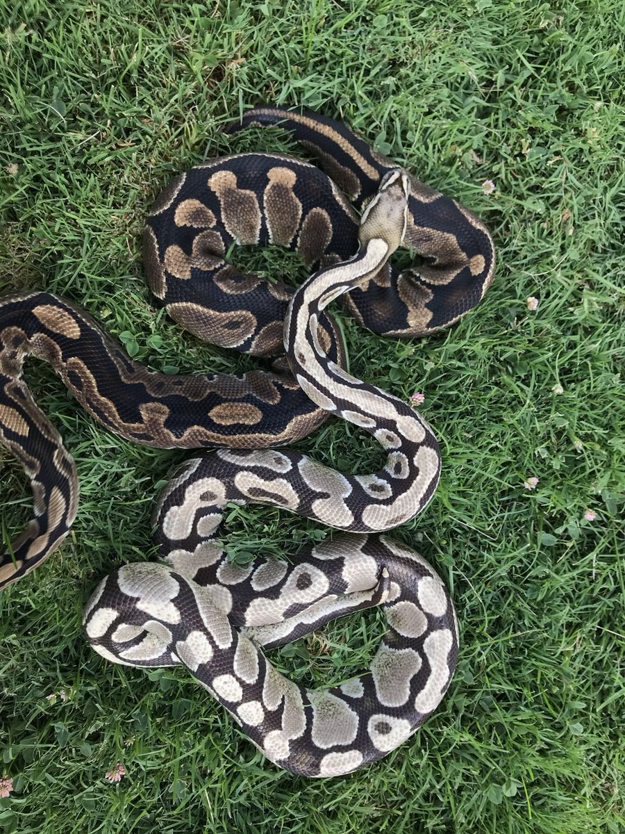 boa vs python difference appearance