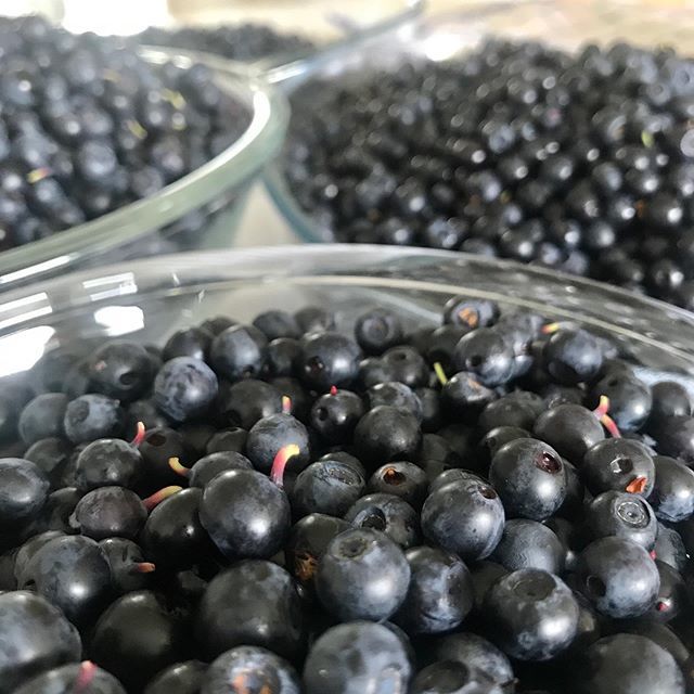 vilukissat's tweet photo. Metsän antimia. Mustikoiden mukana meille muutti varmuudella ainakin yksi metsän hämykki / Blueberries, supersuperfood #suomi  #kesä #metsä #metsänantimia #mustikka #marja #supermarja #metsäretki #pakastus #hämähäkki #muutti #meille #finland #summer #ber… https://t.co/XwX7KR0f8z https://t.co/GRezuCWQjc