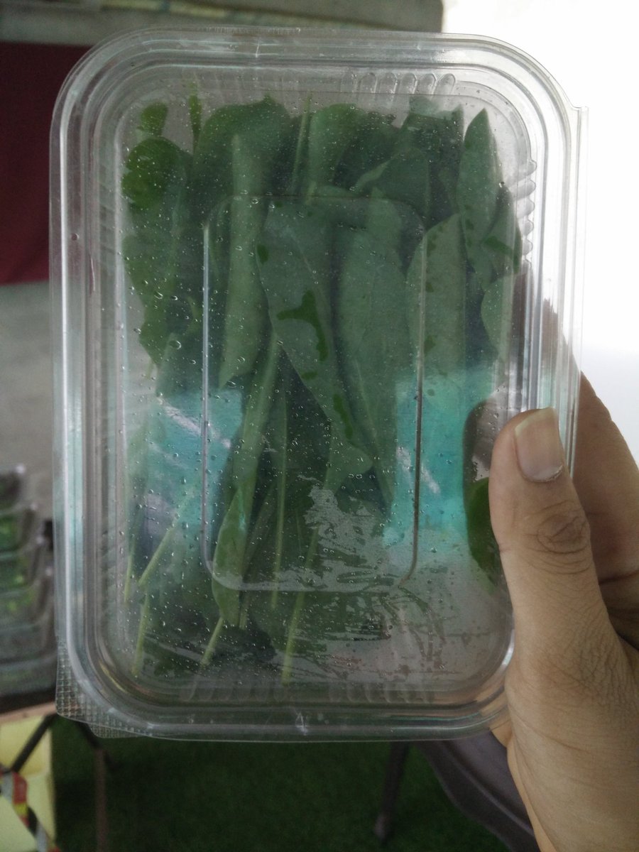 Hydroponic Spinach
