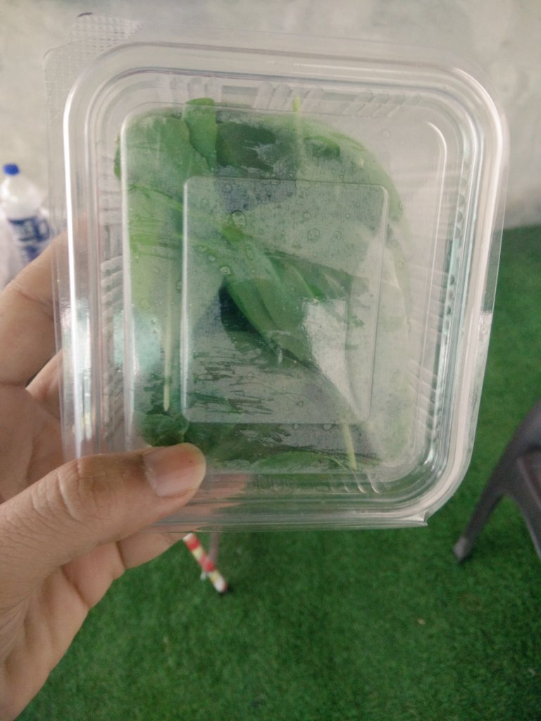 Hydroponic Basil