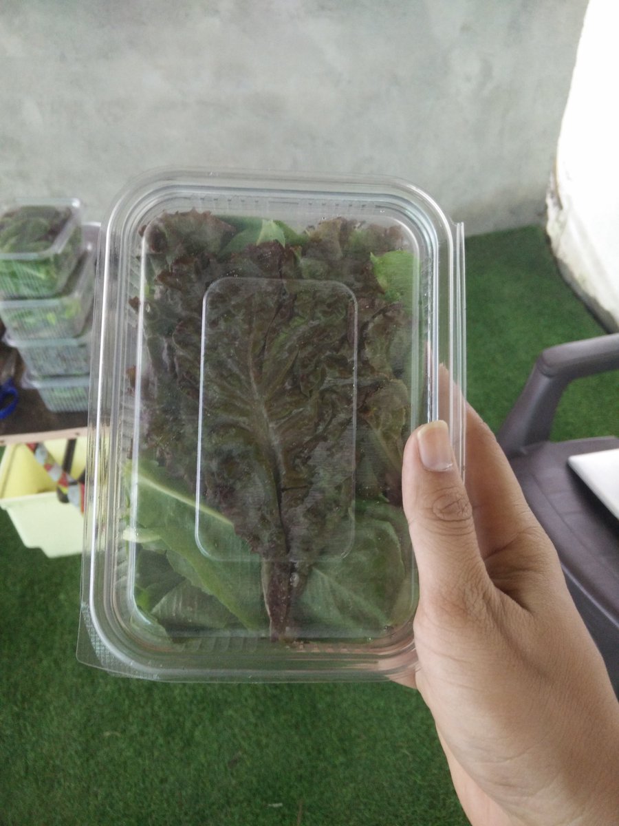 Hydroponic Lettuce Mix