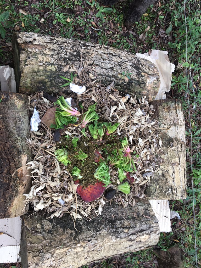 wakundamm's tweet image. Ya recordé por qué fracasó mi experiencia #Compostera hace unos años atrás.
Tenía albañiles en casa. Un día uno de ellos posteó foto de enorme Dorado pescado con lombrices Californianas.
¿A que no saben de dónde salían esas lombrices?