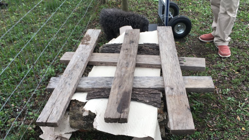 wakundamm's tweet image. Ya recordé por qué fracasó mi experiencia #Compostera hace unos años atrás.
Tenía albañiles en casa. Un día uno de ellos posteó foto de enorme Dorado pescado con lombrices Californianas.
¿A que no saben de dónde salían esas lombrices?