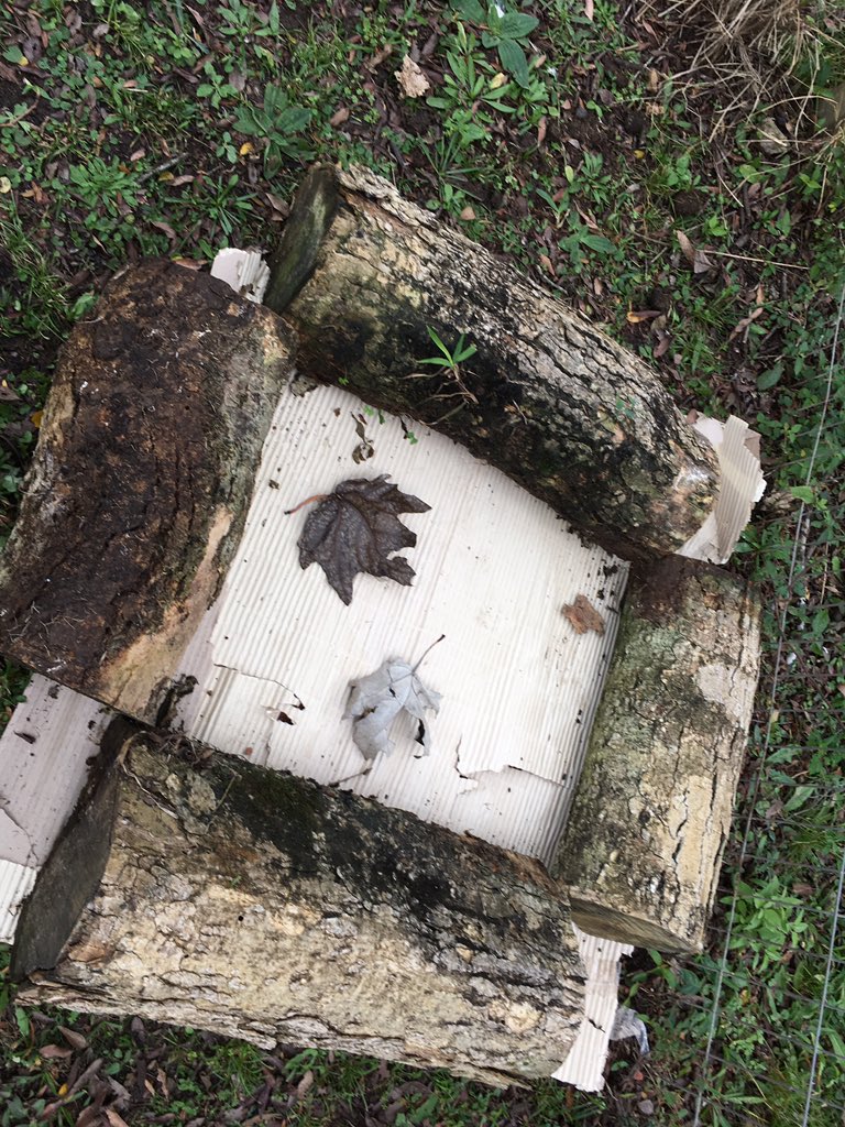 wakundamm's tweet image. Ya recordé por qué fracasó mi experiencia #Compostera hace unos años atrás.
Tenía albañiles en casa. Un día uno de ellos posteó foto de enorme Dorado pescado con lombrices Californianas.
¿A que no saben de dónde salían esas lombrices?