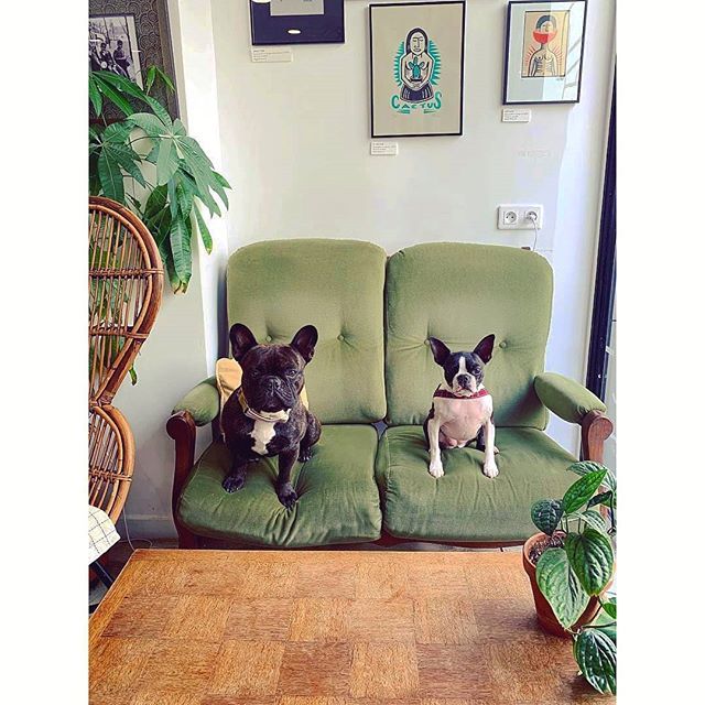 ajddemain's tweet photo. Regular weekend &amp; cutest things 💛🐶
@ajddemain's DOGGO CLUB.
•
Photo @stephchermont 📸
.
#treatyoself #AujourdhuiDemain #vegan #conceptstore #Paris #doggoclub #dogs #cute #cutestdogs #dogsinparis #parisdogs #dogswithattitude #doggos #doggo #doggoals #d… https://t.co/HtRsAa7Csk https://t.co/vofCYtLpo5