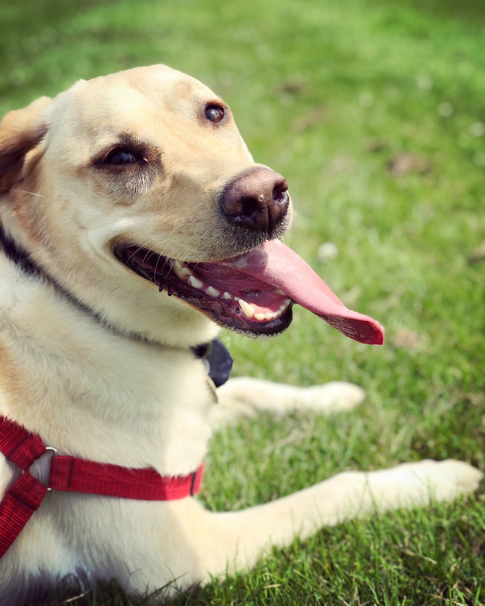 DogsSmug's tweet photo. Happiness is ... racing around the field then letting your tongue flap in the wind 😆 👅 💨 https://t.co/3aDaM8sQ6o