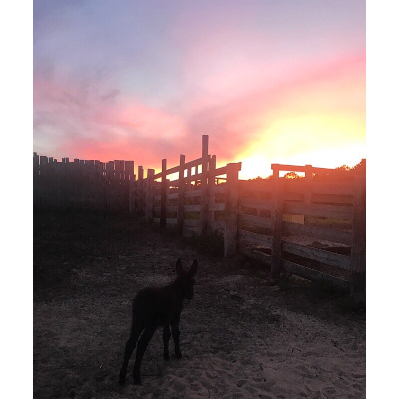 JessicaSimms11's tweet photo. Ranching @ Woodside Ranch! 🐎 https://t.co/RDEPmys5hD