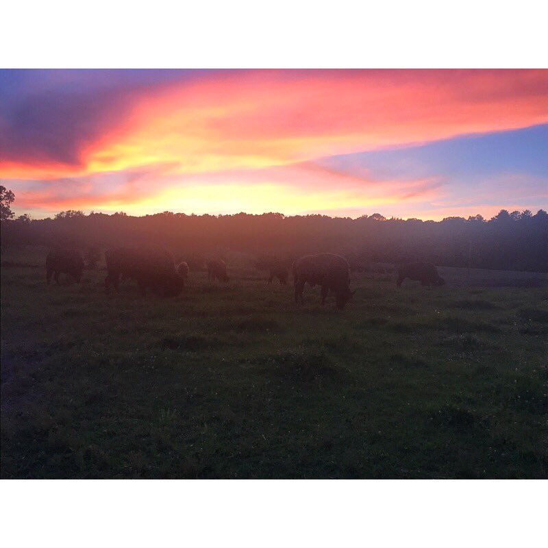 JessicaSimms11's tweet photo. Ranching @ Woodside Ranch! 🐎 https://t.co/RDEPmys5hD