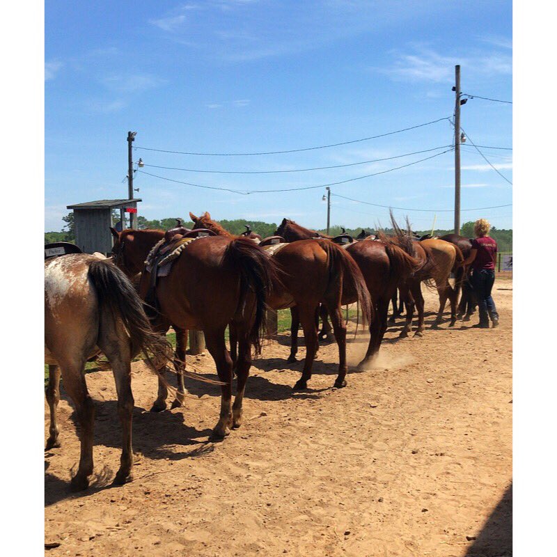JessicaSimms11's tweet photo. Ranching @ Woodside Ranch! 🐎 https://t.co/RDEPmys5hD