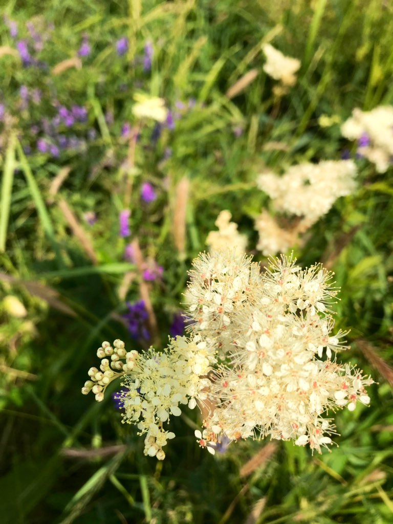 Can anyone tell me what this is? It smells amazing #wildflower #haymeadow