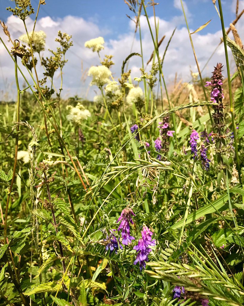 #wildflowers #meadows #haymeadow #diversity #farm365