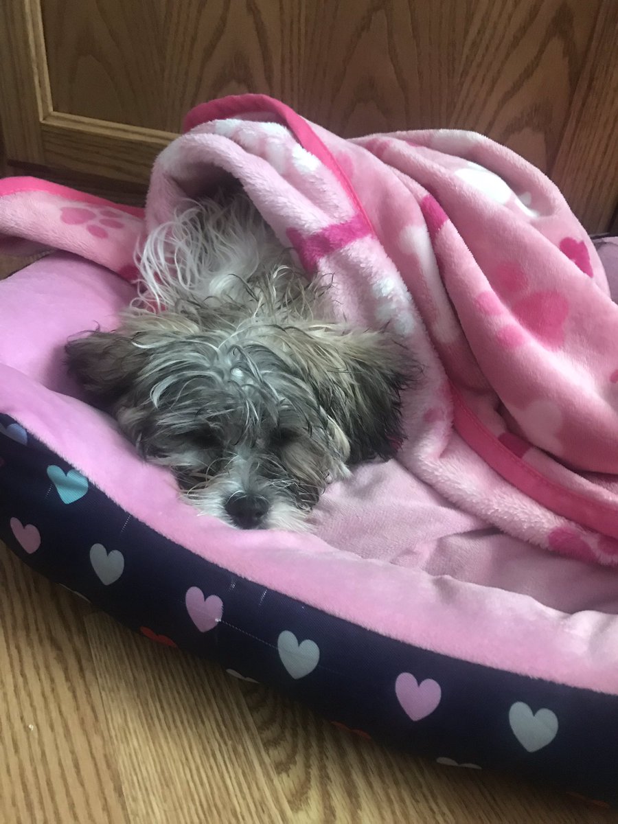 Briguy52's tweet photo. @NorbertDog Hi Norbert! Hailee is taking a nappers after playtime in the pool. She says hi and have a fun filled day!! 🐶❤️ https://t.co/WAUvRjjHlX