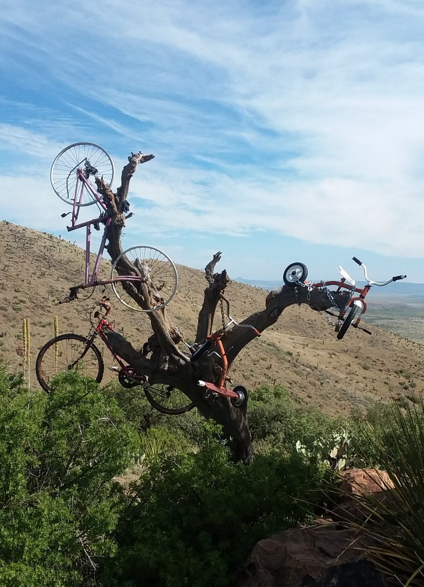 MsTlharris2's tweet photo. @cweedenart @DrKels50 Next time you're driving through stop at Sul Ross in Apline and see the desk and bicycle tree! https://t.co/xkrkEQhYX8