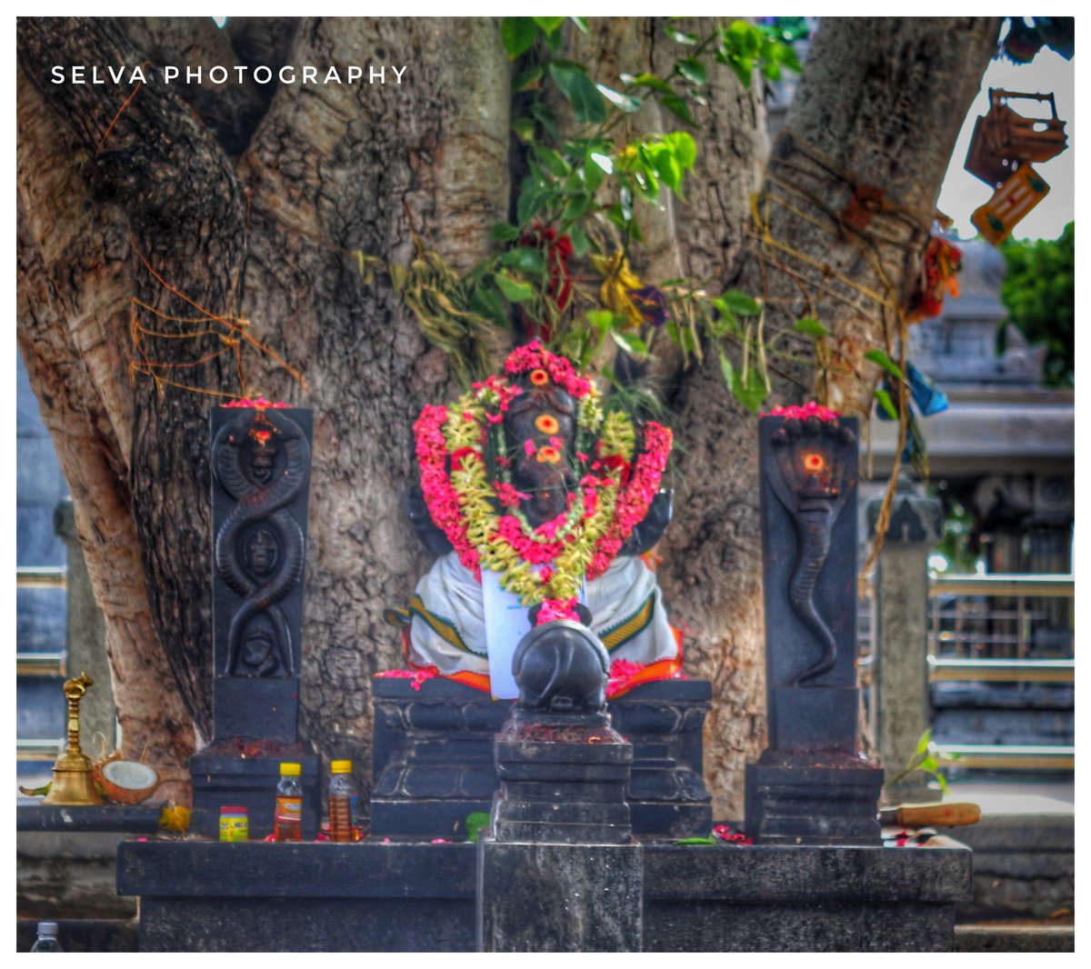 SelvaKu41201319's tweet photo. #_PC_Selva_5859
#_photoshot https://t.co/nVT8TCAdHA