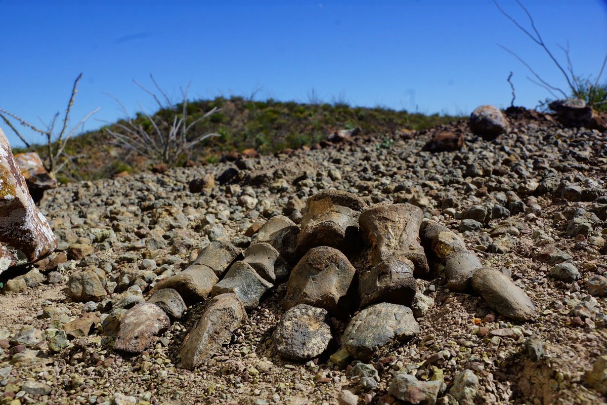 science2_0's tweet image. Coahuilaceratops Of Northern Mexico dlvr.it/R8P43q