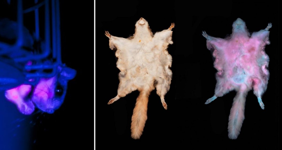 Beanie Babies A couple getting divorced in 1999 divide their Beanie