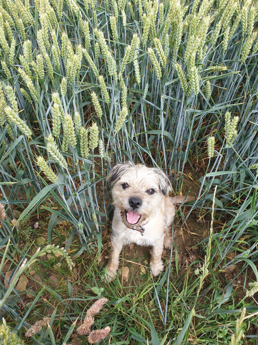 Not long until harvest and will have big open fields again. Barley cut in less than 2 weeks, just ready for the Roe rut. The cover is making the deer job tough at present. @clubhectare2211 #deermanagement