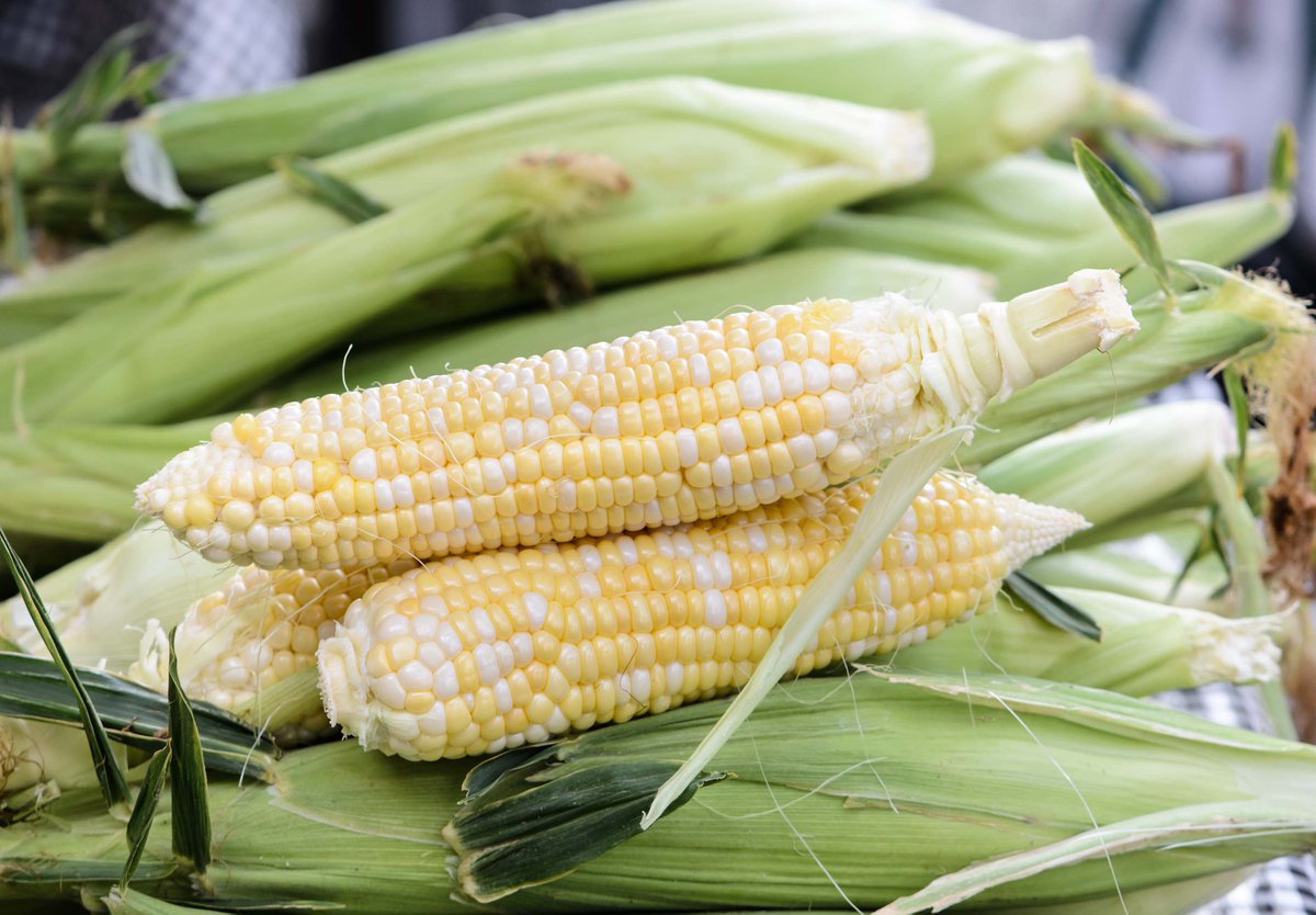 Never tell secrets in a cornfield... too many ears
.
.
.
.
#JerseyFresh #vegetables #eatmorevegetables #eatfresh #eatlocal #supportlocal #shoplocal #heathyeating #punny #vegetablejokes #freshoffthefarm #corn