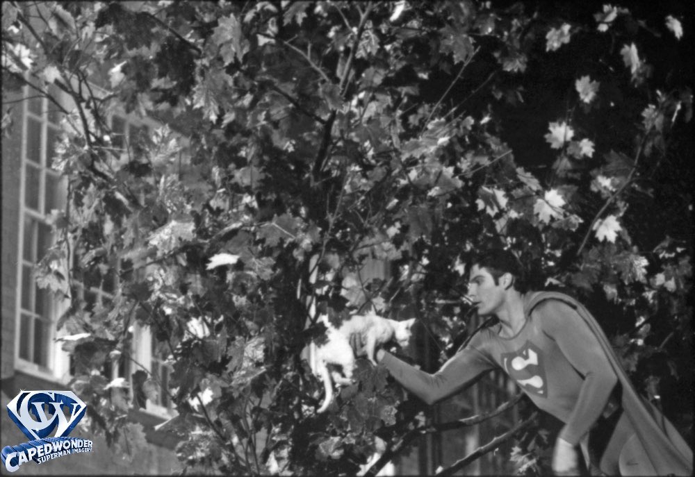 CapedWonderJim's tweet image. Superman saves Frisky by the administrative offices of Pinewood Studios in England. Three Devon Rex cats were used for the scene. #feline #devonrex #devonrexcats #pinewoodstudios #superman #christopherreeve #supermanthemovie #superman1978