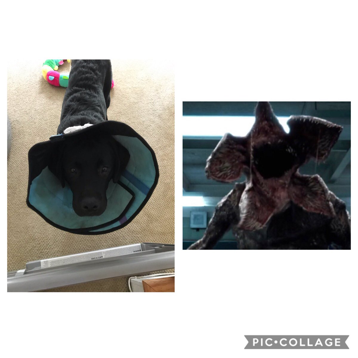 donnie_freda's tweet photo. What we see when we look at Winston post surgery vs what Hannah (our other dog) sees https://t.co/IimZveuwmO