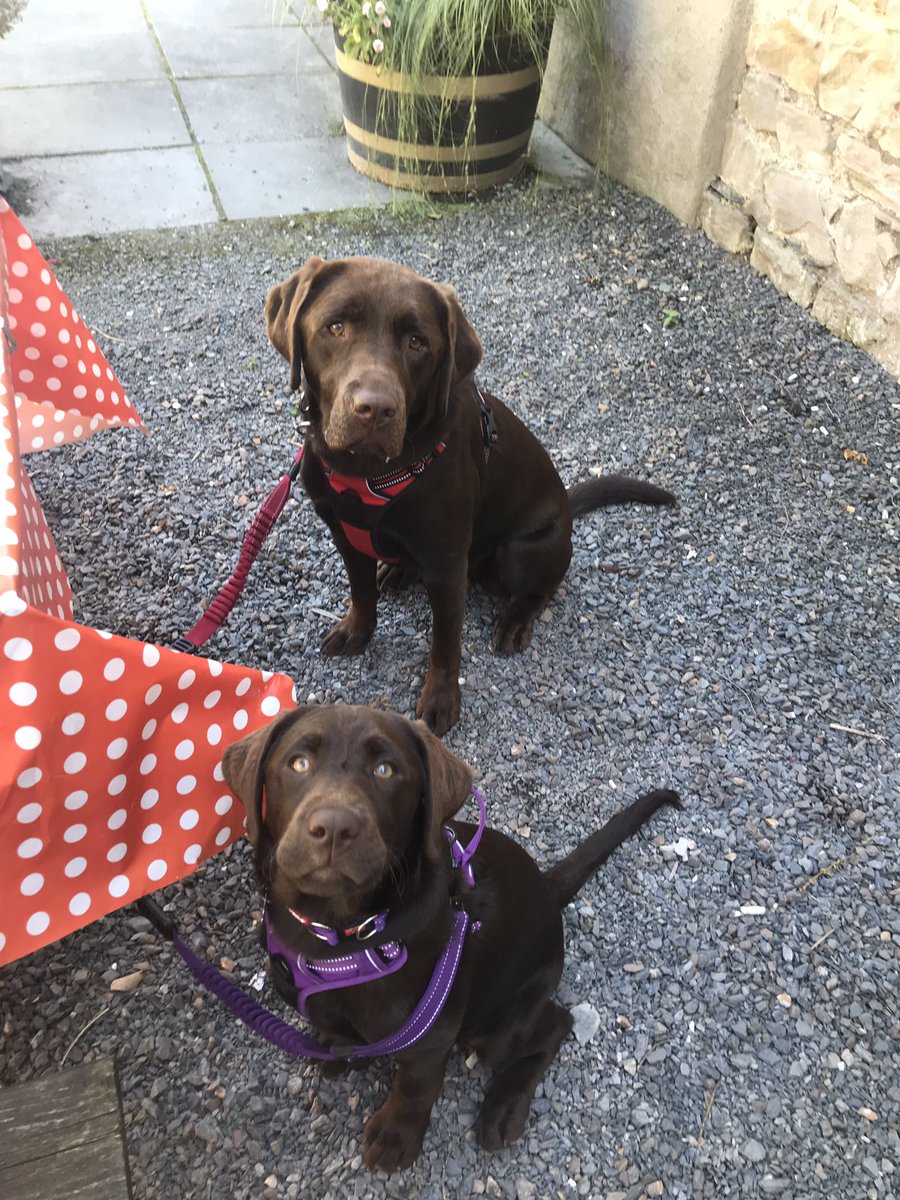 TailsOfElsaAbby's tweet photo. Elsa and Abbyโs favourite place #elsa #abby #chocolatelabs #labradors #labs #labradorpuppies #puppies #pups #labradorpuppies #labradorpups #sisters #family #bestfriends #friends #dundonaldoldmill https://t.co/IPJdwHqKw7