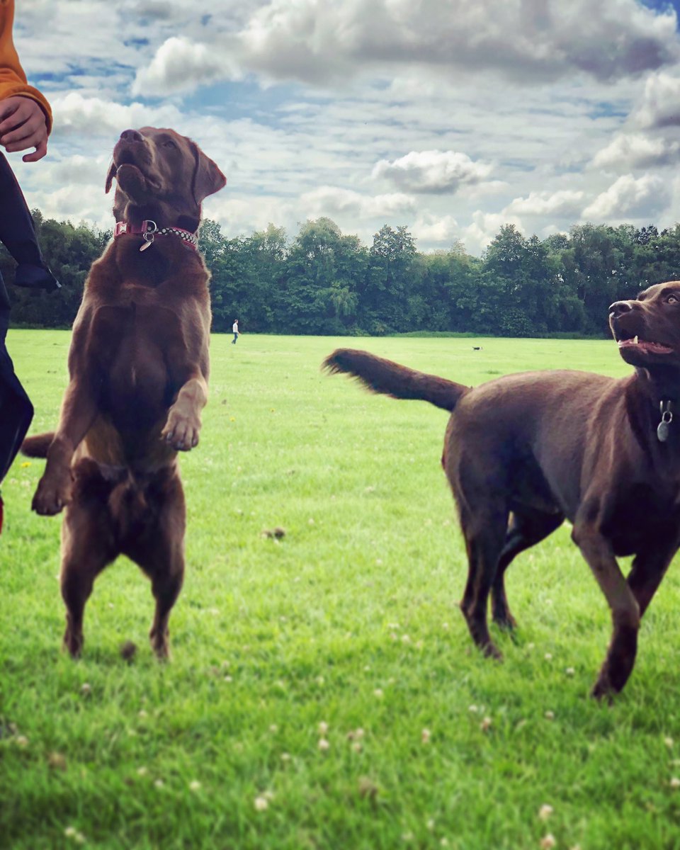 DogsSmug's tweet photo. Because one chocolate is never enough 🐶🐶❤️ https://t.co/XRghWlUd1T