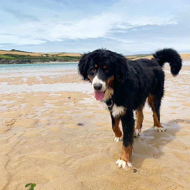 #Thor loves #beachlife ☀️🏖 #rockbeach #padstow ift.tt/2jSnUBr