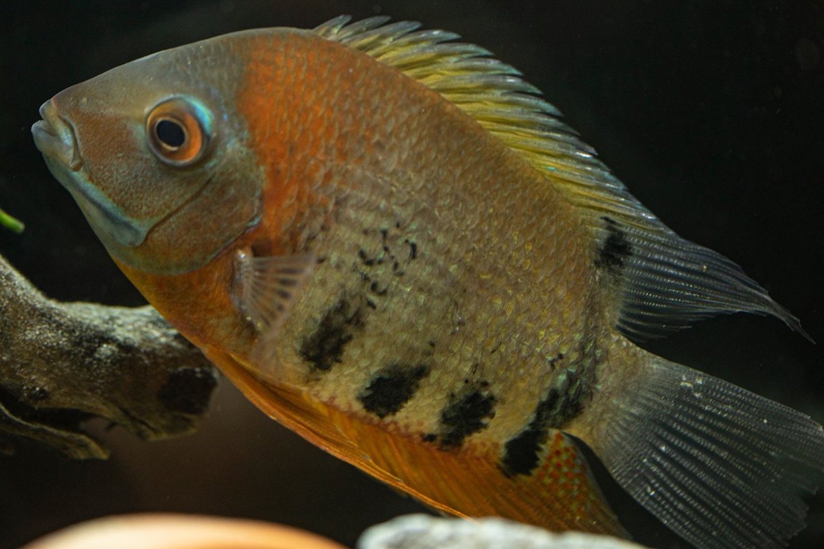 #rotkeilseverum #severum #fish #freashwateraquarium #aquarium #maidenheadaquatics #photography #guildford #surrey #canon #fishphotography @the_fishkeeper @london_aquarium @NatlAquarium @CanonUKandIE @GuildfordTIC @WeLoveGuildford @CarsGuildford @SurreyLife @AquaticsCentre